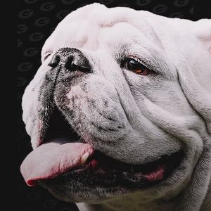 Meet your Posher, Wade